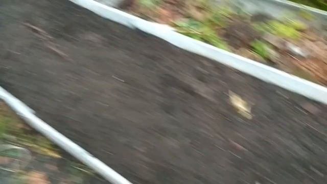 Обрезка и укрытие винограда