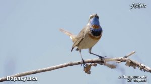 Весеннее пение Варакушки