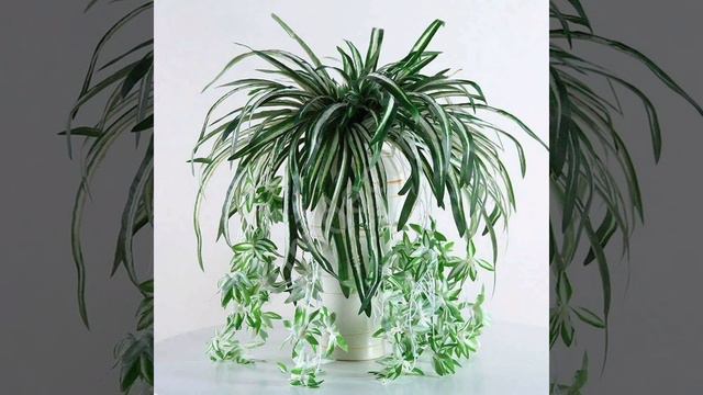 Хлорофитум смотреть онлайн