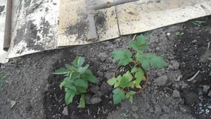 Малина из коробок и каперов - что лучше.