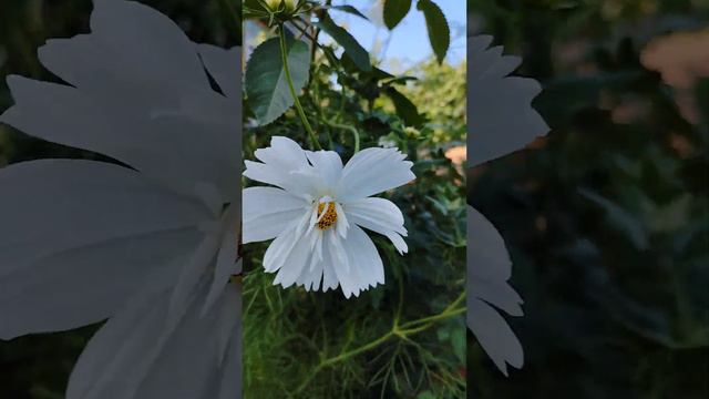 Цветок из СССР #цветы #дача смотреть онлайн