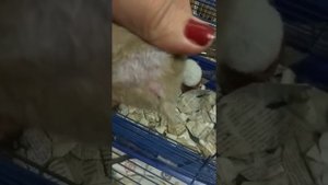 Сирийские хомячки как отличить девочку от мальчика