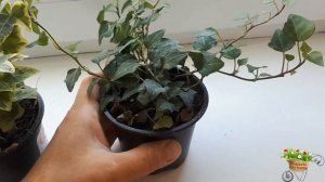 Хедера(плющ)!Новинка подоконника!