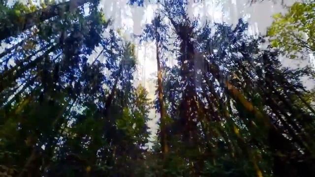 Лечебная музыка от хронической усталости - утро в лесу смотреть онлайн