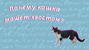 Почему кошка машет хвостом?