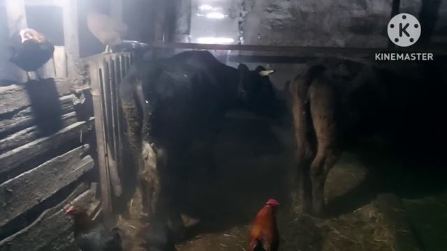 Жизнь в селе#Казахстан#Корова одна,а молоко хотят все .Мороз давит. смотреть онлайн