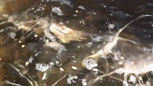Чистая вода в УЗВ. Небольшое видео о прозрачности воды в системе. #мраморныйсом #клариевыйсом