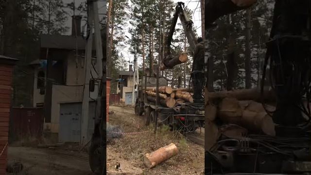 Валка деревьев на участке