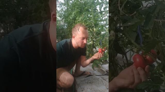 Настоящий дачник Охота на овощи смотреть онлайн