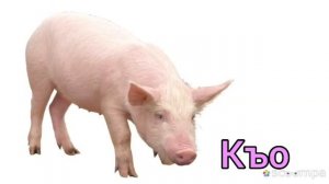 Развивающие мультики на адыгейском языке. Адыгабзэ. Домашние животные. Унэгъо псэушъхьэхэр.