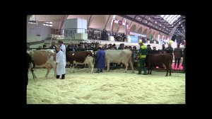 Показ молочного скота. Золотая Осень-2011