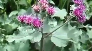 Корень лапуха