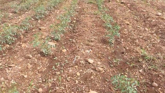 #Tomato #Plants #spraying #Coragen смотреть онлайн