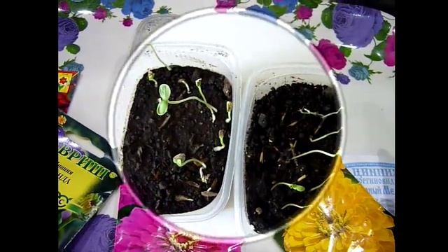 УНИКАЛЬНЫЙ СПОСОБ! ПОСЕВ СЕМЯН В КИПЯТОК! Посев в кипяток семян циннии и бархатцев. ! смотреть онлайн