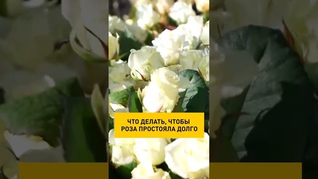 Как сделать так, чтобы розы простояли максимально долго #shortvideo #shorts #rose #flowers #цветы