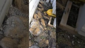 Как правильно класть первый ряд газоблок Сибит.
