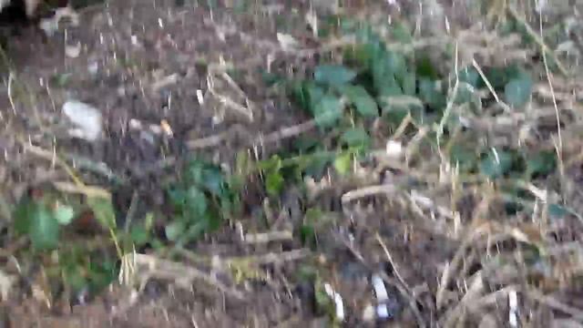 Бездомные севастопольские котята смотреть онлайн