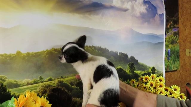 Продаю #СКИДКИ до 10.11.23 #чихуахуа Мари Мистик Зиночка #купитьчихуахуа 89215950848 #продаю_щенка смотреть онлайн