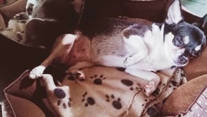 Holiday Paul Mauriat