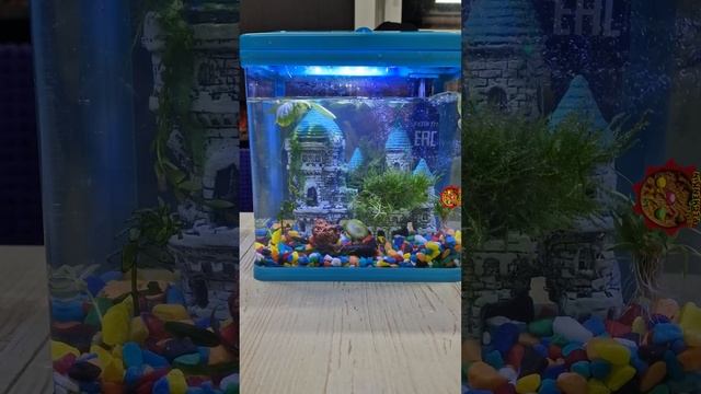 АКВАРИУМ С РЫБКАМИ. AQUARIUM WITH FISH