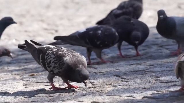 РЕАКЦИЯ КОТА НА ЗВУКИ И ВИД ГОЛУБЕЙ. Видео для кошек смотреть онлайн