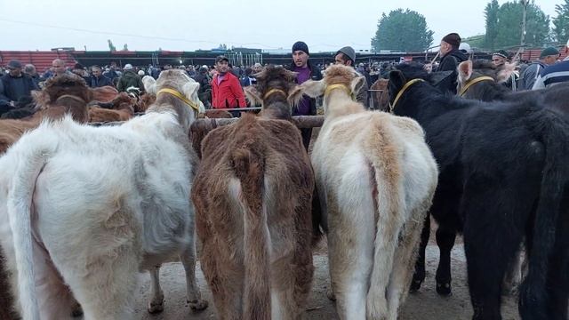 Uychi tumani Yorqõrģon mol bozori sigirlar va ģunojinlar narhlari 5.04.2023yil +99833.781.14.04
