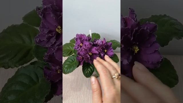 Фиалка СН-Дионис. Обзор.