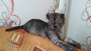 МАЙ Я ХИ МАЙ Я ХУ МАЙ Я ХА МАЙЯ ХА ХА #avatarify