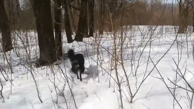 О поведении ворон смотреть онлайн