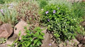 Рокарий собственными руками. Обзор растений. Почвопокровники и их комбинации с другими растениями .