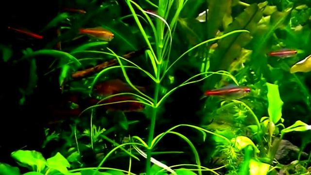 #Aquarium. Эритрозонусы в интерьере. смотреть онлайн