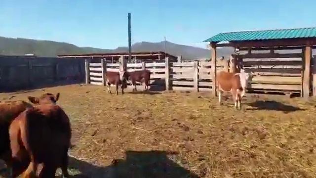 Продажа Бычков Симментал. Экспорт из России 🇷🇺🔥💪