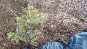 #Буксировщик#Койра#Палатка#Снегирь4ТЛонг Заброска и установка палатки. Рыбалка на сига.