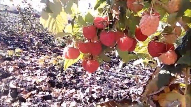 Малина 12г/ Ремонтантный сорт малины Зюгана