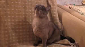 РАССЛЕДУЕМ СЕКРЕТ КОТА КЕВИНА