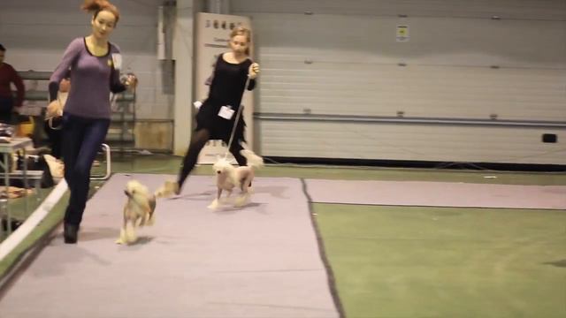 11.01.2014 САС КХС сравнение на ЛПП смотреть онлайн