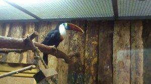 Красноклювый тукан .