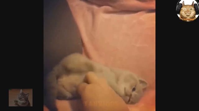 Весёлые и милые котики для поднятия настроения! смотреть онлайн