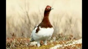 белая куропатка.mpg