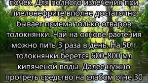 Самые эффективные травы для лечения почек