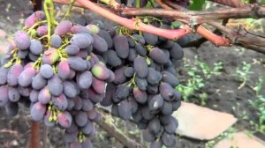 @Канал про виноград и сад на даче