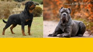 Ротвейлер против Кане корсо. Rottweiler against Cane Corso. Собаки.