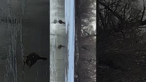 Вызаривание подсадных уток.