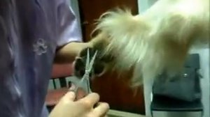 Стрижка передних лап золотистого ретривера. Уроки