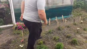 Хризантема мультифлора обзор 12.07.2021.