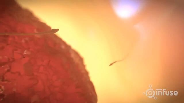 Fetal Development 3D Animation - Infuse Medical смотреть онлайн