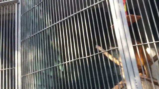 Макак-резус(Ереванский зоопарк) смотреть онлайн