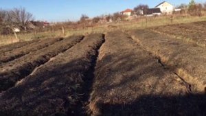 ШЕЛУХА ПОДСОЛНУХА КАК МУЛЬЧА, ГРЯДЫ ПОСЛЕ СНЕГА. НАДЕЖНАЯ МУЛЬЧА