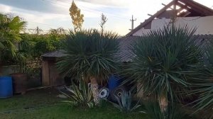 Абхазия, изучаем местный быт