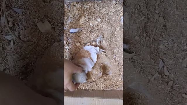 Инкубация Мускусных утят Индоуток Шипунов. Распаковка яиц, полученных по почте. смотреть онлайн